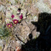 Shadow of Webby taking photo of purple flowering cactus.