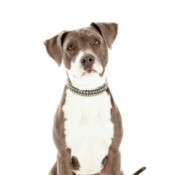 Pit Bull Terrier Mix