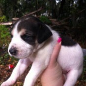Black and white puppy.