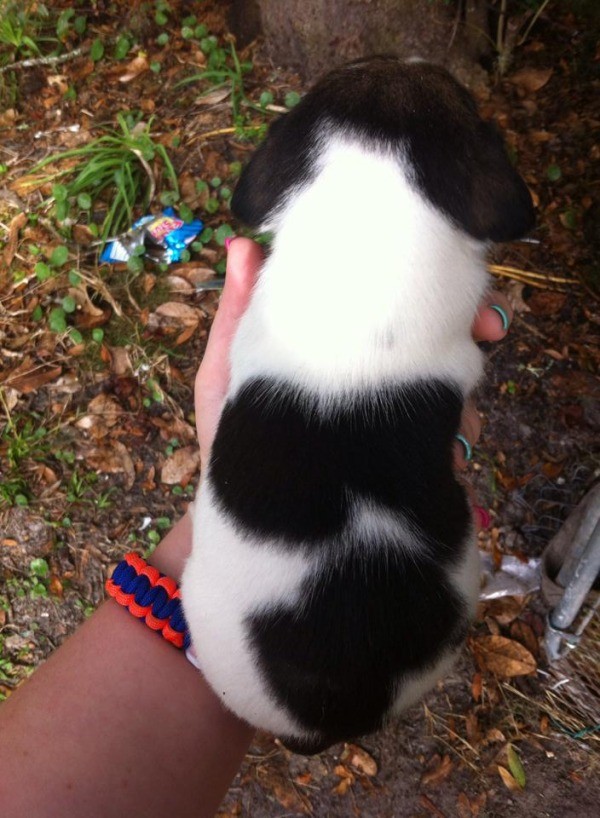 Markings on back of puppy.