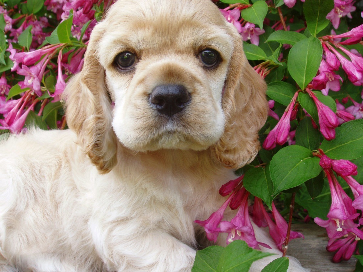 unique cocker spaniel names