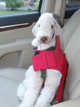 Dog on car seat.