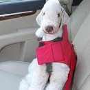 Dog on car seat.