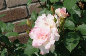 Rose Bush