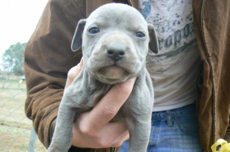 Gray Pit looking puppy.