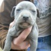 Gray Pit looking puppy.