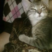 Grey and white tabby cat.