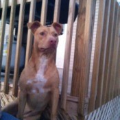 Dog siting near stair railing.