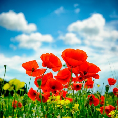 Summer Poppy Garden