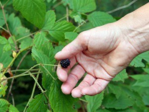 Picking Blackberries