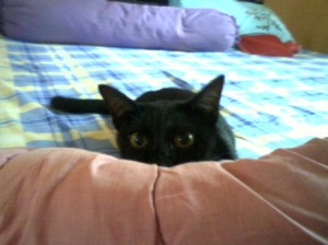 Black cat on bed.