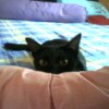 Black cat on bed.