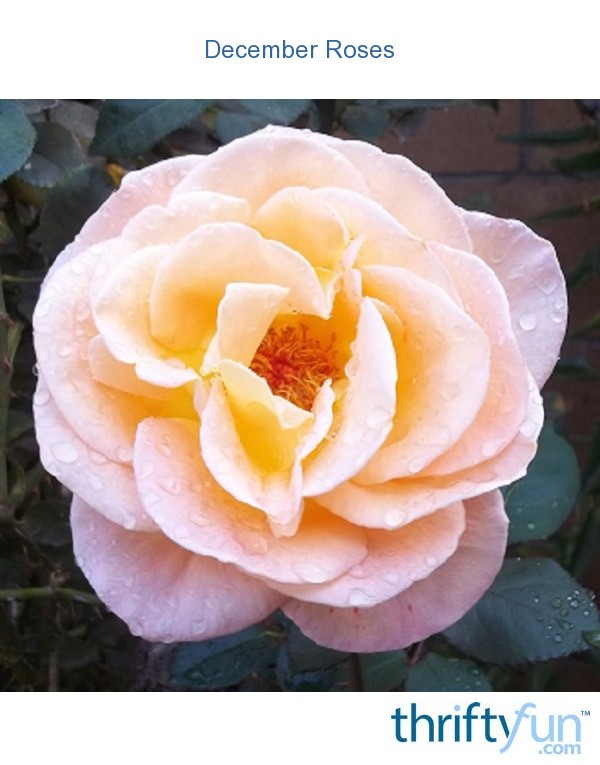 December Roses ThriftyFun