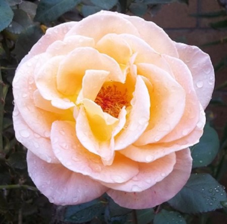 Peach colored rose, mix of pink and pale yellow.