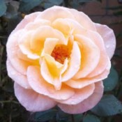 Peach colored rose, mix of pink and pale yellow.