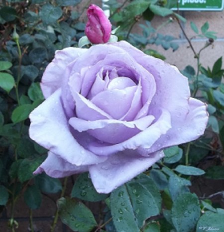 Lavender rose.
