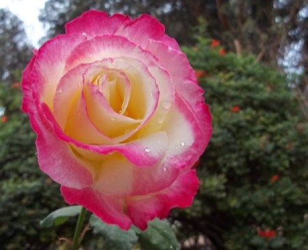 Double delight rose.