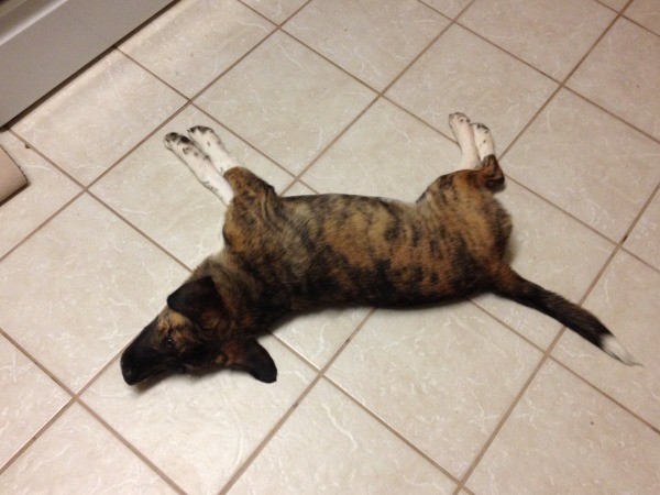 Stretched out on tile floor.
