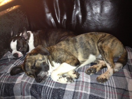 Dog sleeping on blanket curled up with Boston Terrier.