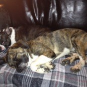 Dog sleeping on blanket curled up with Boston Terrier.