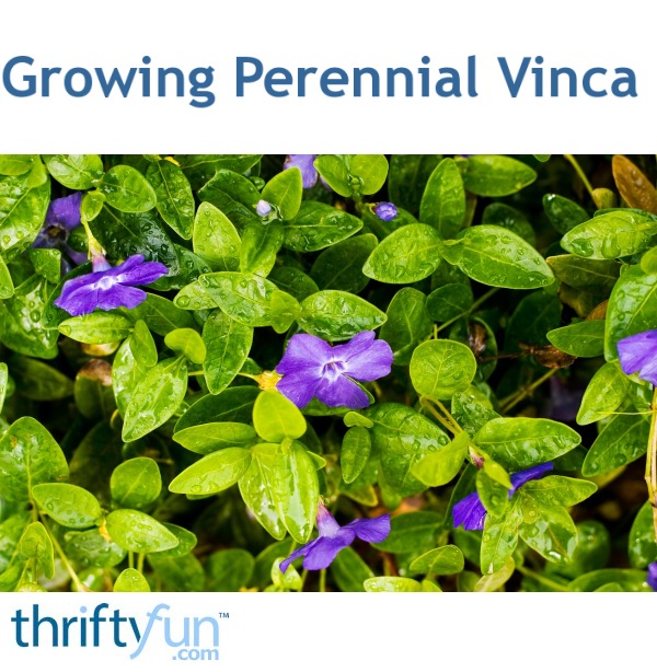 Growing Perennial Vinca ThriftyFun