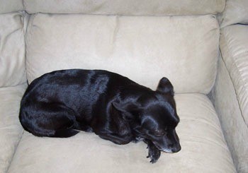 Black dog on couch.