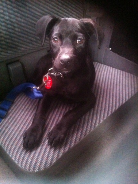 Puppy sitting on car seat.