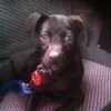 Puppy sitting on car seat.