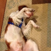 Brittany Spaniel rolling on floor.
