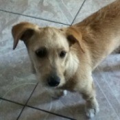 Dog stanging on tile floor looking up.