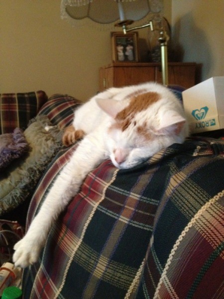 White and caramel cat lying on a plaid blanket.