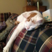 White and caramel cat lying on a plaid blanket.