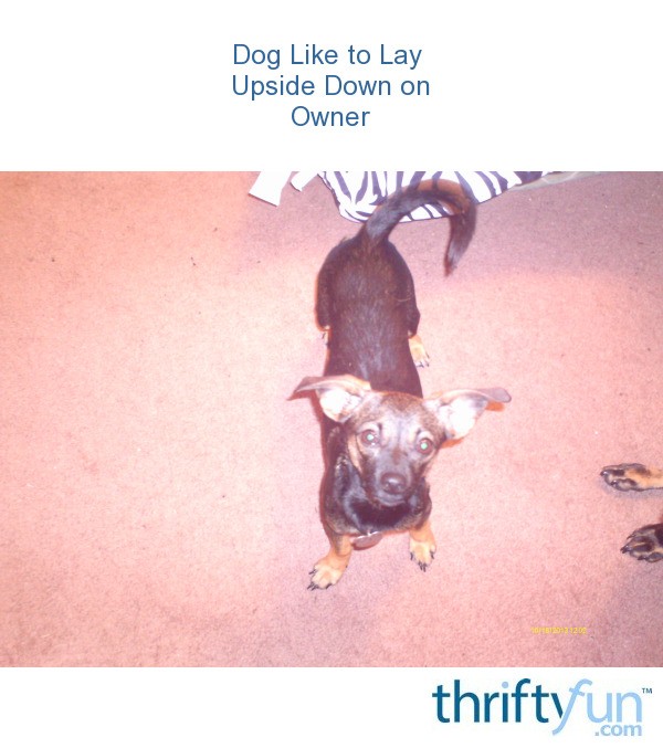 Dog Likes to Lay Upside Down on Owner? ThriftyFun