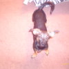 Overexposed photo of Chihuahua mix.