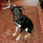 Tricolored dog sitting on area rug.