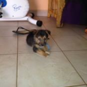 Black and tan puppy.