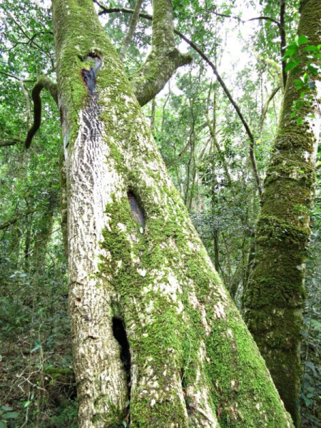 Moss covered tree in South Africa.