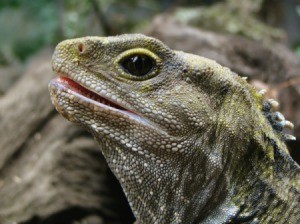 Close up of Lizard