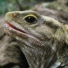 Close up of Lizard