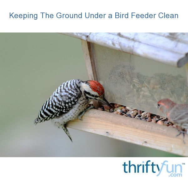 keeping the ground under a bird feeder clean thriftyfun keeping the ground under a bird feeder clean thriftyfun
