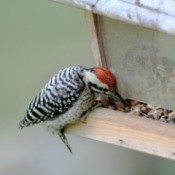 Bird Eating from Bird Feeder