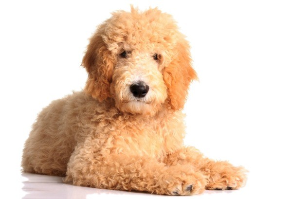 Golden Doodle Information and Photos ThriftyFun