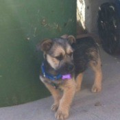 Small black and tan puppy.
