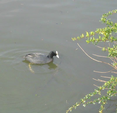 Bird swimming to shore.