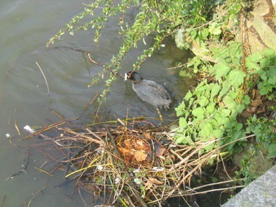 Bird swimming away from nest.