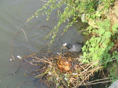 Bird in water near nest.