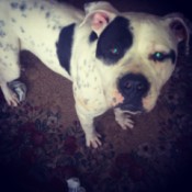 Black and white dog.