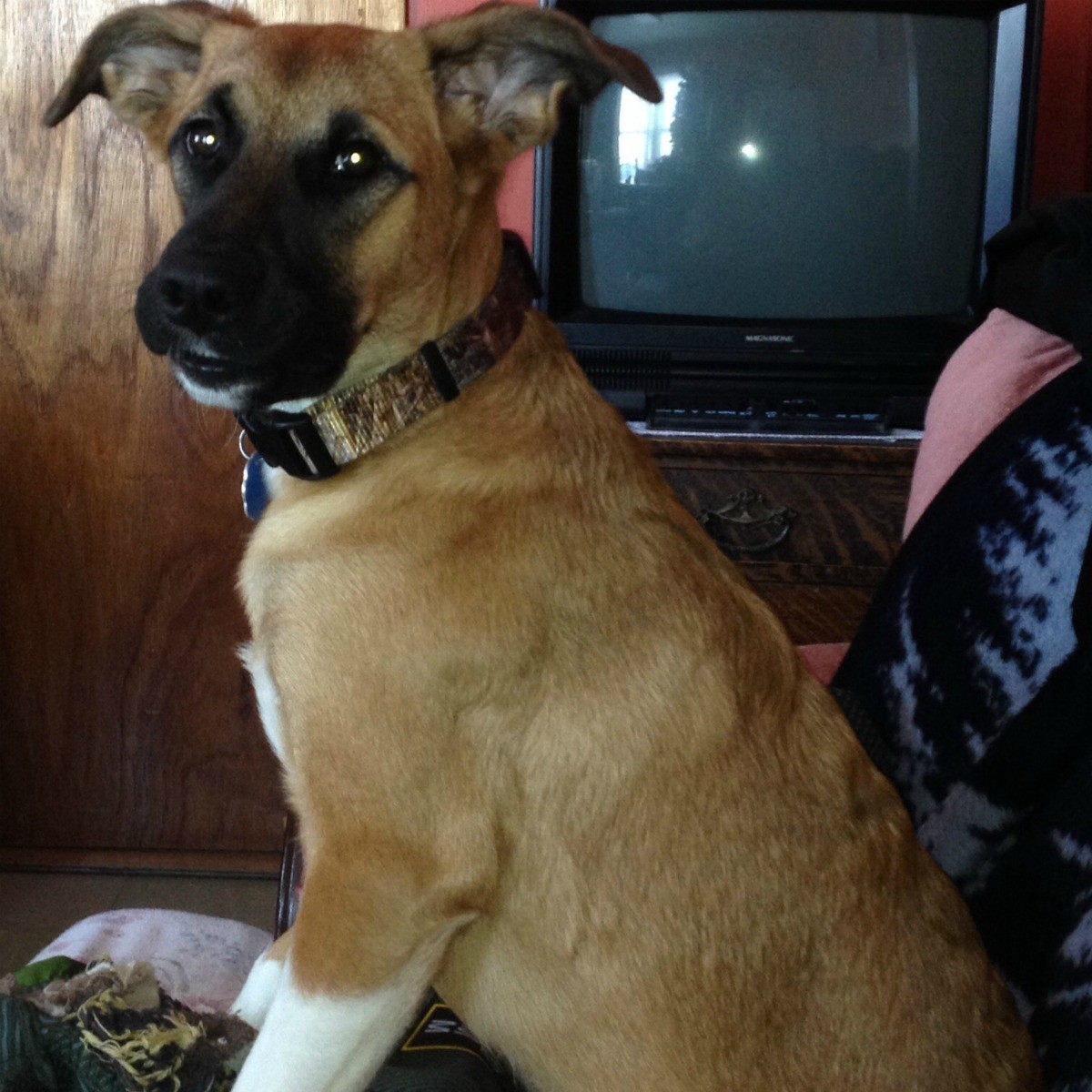 What Mix Is My Puppy Thriftyfun