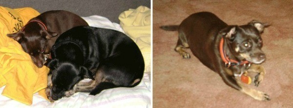 Side by photos of dogs lying down.