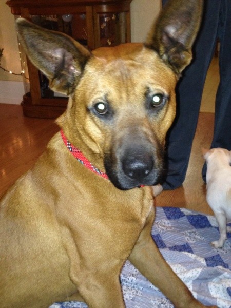 Brown dog with dark muzzle and large ears.